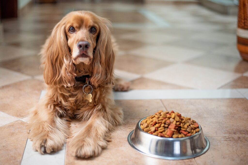 Gesundes Hundefutter - Übersicht über Futtermittel für Hunde